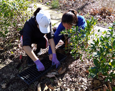 planting plugs from a tray