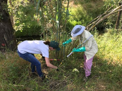 Cutting and painting arundo