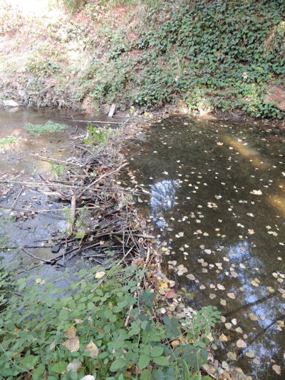 beaver dam under construction