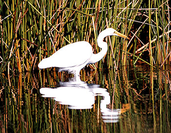 great egret with reflection