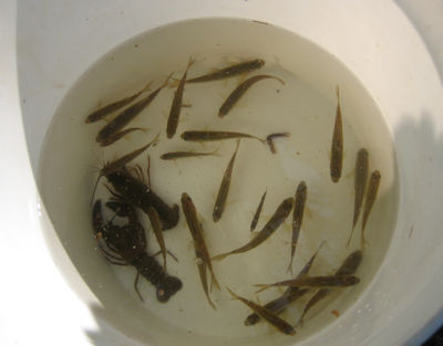 fish sample in a bucket